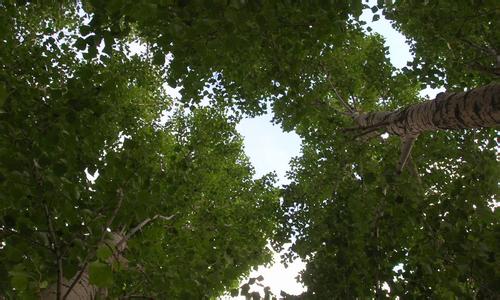 太仆寺旗天气预报30天查询,太仆寺旗一个月天气