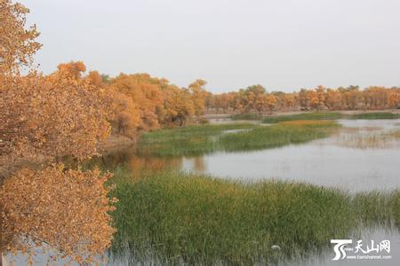 巴楚天气预报30天查询,巴楚县一个月天气