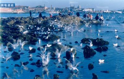 青岛第一海水浴场天气