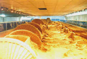 淄博古车马馆天气 淄博古车马馆天气
