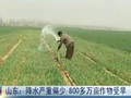 山东降水严重偏少800多万亩作物受旱