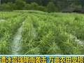 美国加州严重干旱导致肉价上涨