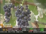 生活实验室 网传葡萄上的白霜是农药 是真的吗?