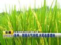 安徽池州阴雨天气持续水稻连番遭殃