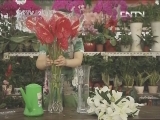 碳酸饮料可以延长鲜花花期?