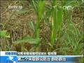 农业部：旱区旱情缓解秋粮仍有望丰收