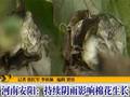 河南安阳：持续阴雨影响棉花生长