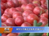网传生吃番茄会致癌 是真的吗?