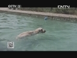 跟狗亲嘴会得狂犬病?