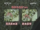 无线路由器会影响植物发芽? 19