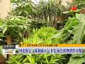 河北保定：雾和霾天气多发绿色植物销售火爆