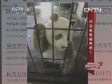 熊猫也有棕色的? 19