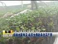 新疆和硕大雾频发温室大棚蔬菜受灾严重