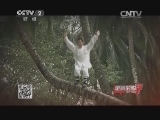 海南大学惊现神人在椰子树上练拳?