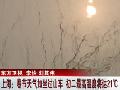 上海春节天气如坐过山车初二最高温度将达21℃