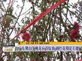 广东佛山：桃花应节绽放调控花期是关键