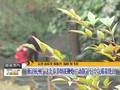 浙江杭州：这个春节烟花鞭炮“动静”小空气质量优良