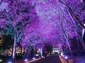 日月潭浪漫樱花季