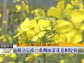 浙江宁波：桑洲油菜花竞相绽放