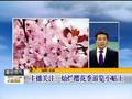 灿烂樱花季游览小贴士