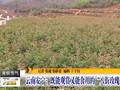 云南安宁：既能观赏又能食用的“八街玫瑰”