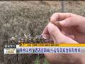 陕西宝鸡：遭遇连阴雨小麦发芽霉变损失惨重