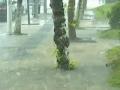 强降雨致南方11省份78人死亡失踪