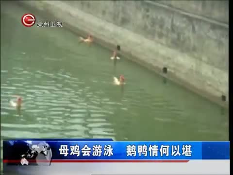 老母鸡也会游泳,真的吗?