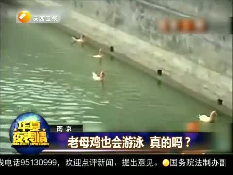 老母鸡也会游泳 真的吗?