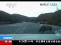 野猪横穿马路避让不及车受损