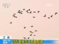 江西:10万夏候鸟飞抵鄱阳湖